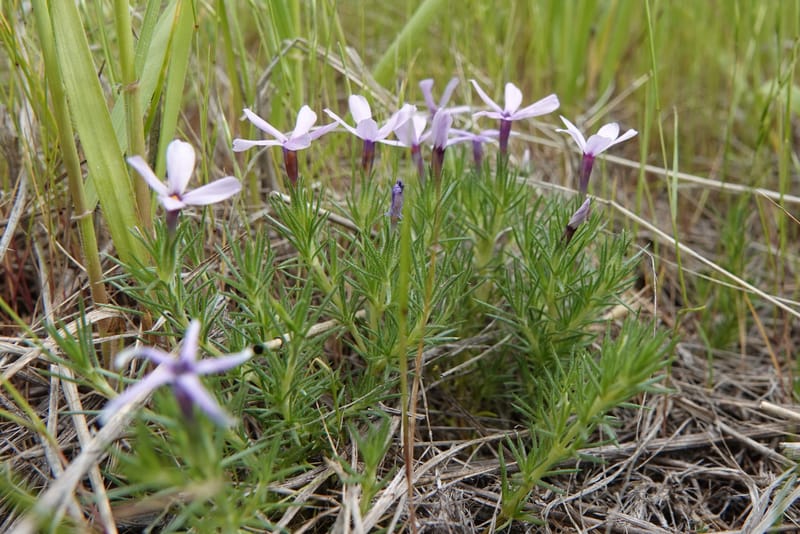 Phlox condensata, C. Davidson 13762--Oregon. Wallowa Co. Zumwalt.Trail Cr. Rd. 4 Jun 2018. DSC04078 (525).JPG