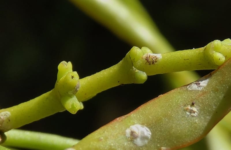 Ginalloa arnottiana, Davidson, C 12928--Sabah. Near generation plant. 28 Mar 2015. DSC01259 (18).JPG