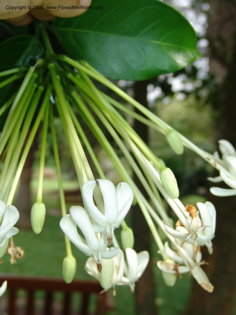 Posoqueria latifolia--So. Africa. Durban Bot. Garden. 14 Mch 05. 204.jpg