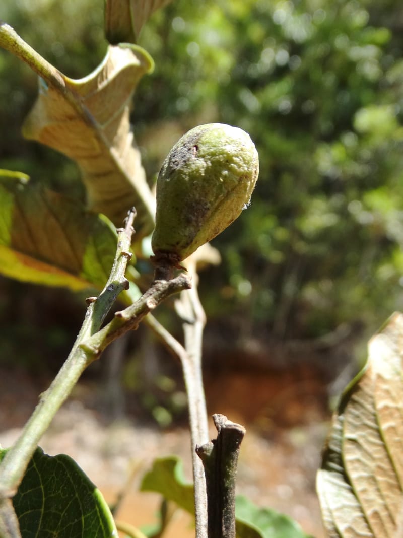 Lepidocupania lepidota, Callmander, M 1239--New Caledonia. Mont Dzumac. 12 Nov 2015. DSC01563 (343).JPG
