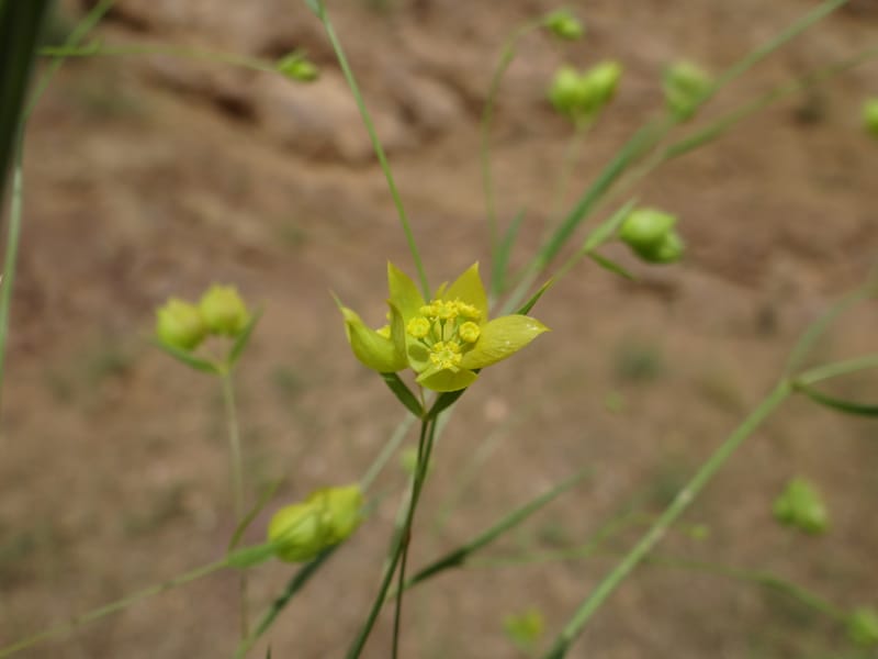 Bupleurum--Kurdistan. Tawailla. Stop 3. 22 May 2013. DSC04827 (7).JPG
