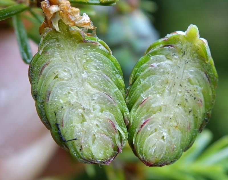 Tsuga chinensis, Tseng Yu-Hsin 1332--Taiwan. Taroko Nat. Park. Mt. Bilu Trail. 21 May 2016.  (189).JPG