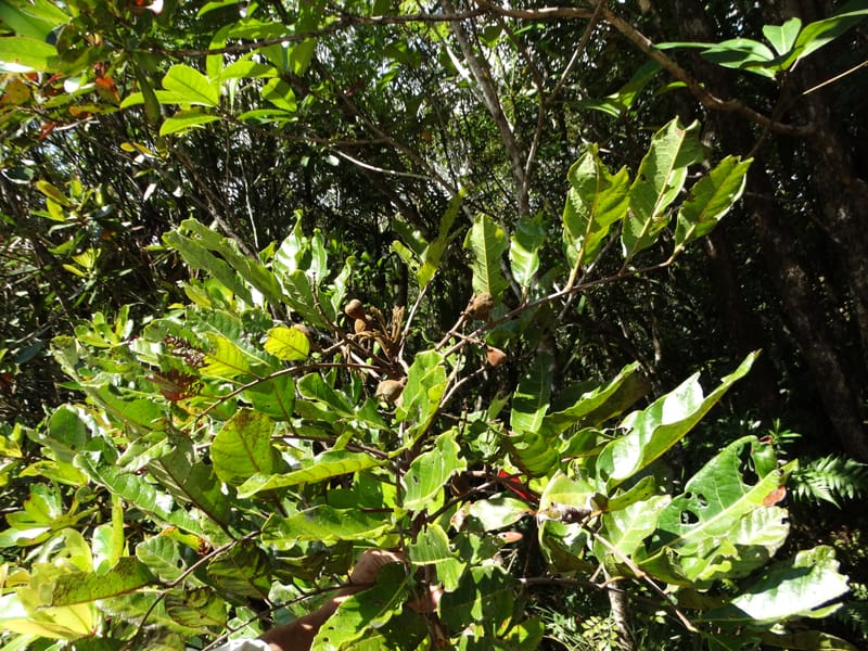 Cupaniopsis, Munzinger, J 7412--New Caledonia. Mont Dzumac. 12 Nov 2015. DSC01563 (395).JPG
