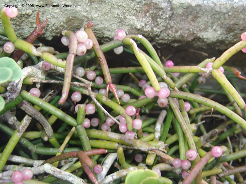 Rhipsalis baccifera--So.Africa. E. Cape. Umtamvuna Nat. Res. 11 Mch 05. 067.jpg