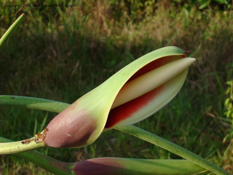 Philodendron deflexum, T. Croat 98842--Ecuador.Prov.ZamoraC.Rio Wawaime Valley19Sep2007 070 (4).jpg