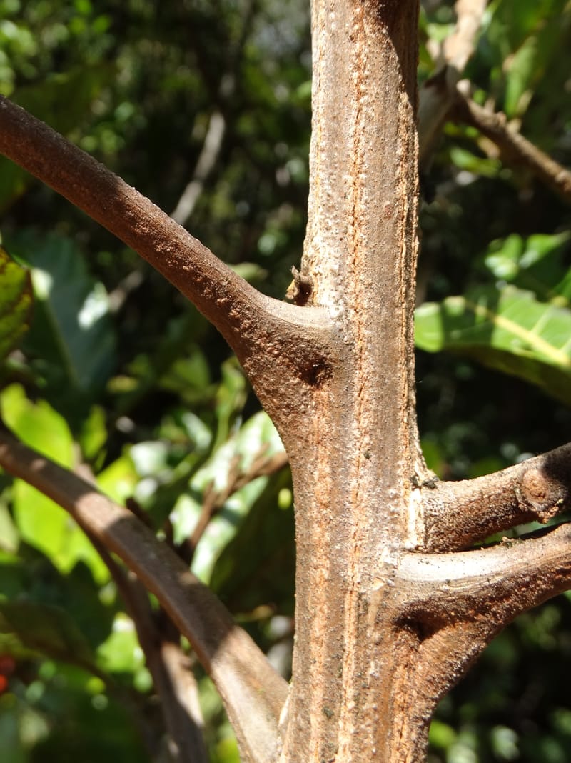 Cupaniopsis, Munzinger, J 7412--New Caledonia. Mont Dzumac. 12 Nov 2015. DSC01563 (402).JPG