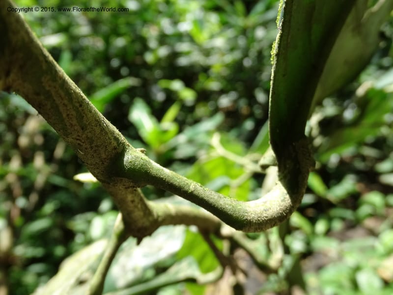 Octoknema, Davidson, C 12386--Cameroon. Bakengili Trail, Mt. Cameroon. 24 Mar 2014. DSC03587 (206).JPG