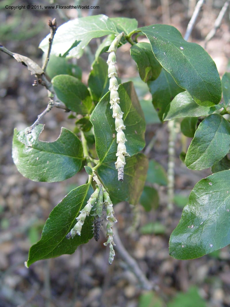 Garrya elliptica--CA. Alameda Co. Huckleberry Bot. Reg. Pres. 11 Feb 04. 018.jpg