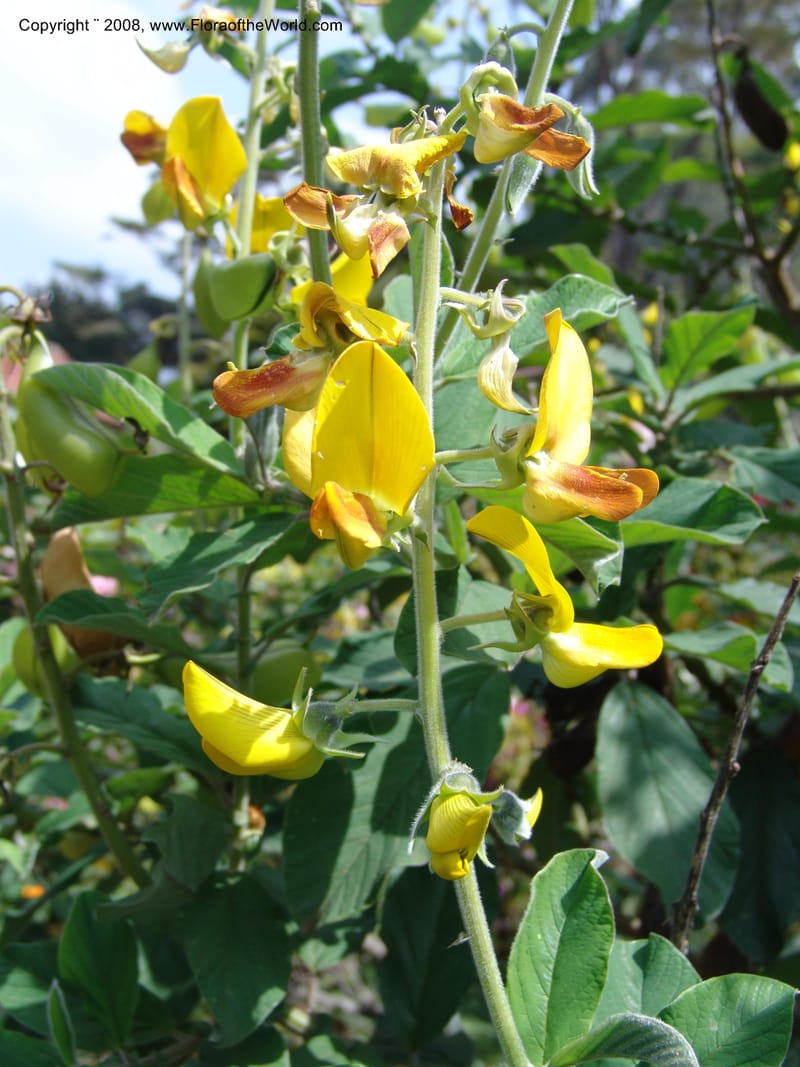 Crotalaria--Kenya. Limuru.  Barry Cameron's Garden. 12 Jul 04. 072.jpg