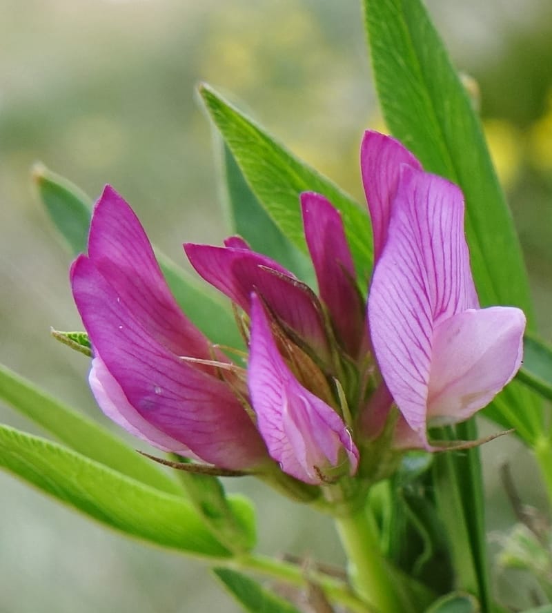 Trifolium alpinum, Davidson, C 13240--Switzerland. Furkapass. 1 Jul 2016. DSC06826 (611).JPG