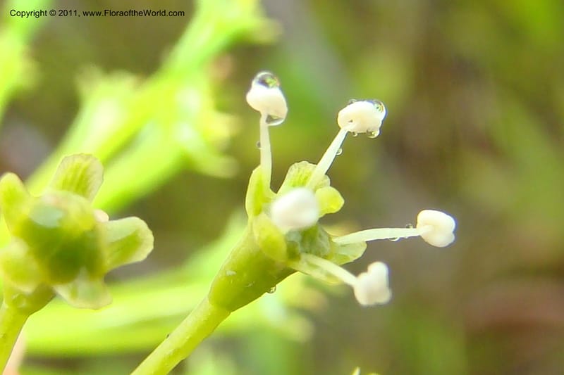 Myodocarpus, P. Lowry 7188--New Caledonia. Plaine des Lacs. NW of Grand Lac. 21 Jan 2010. 293 (167).jpg