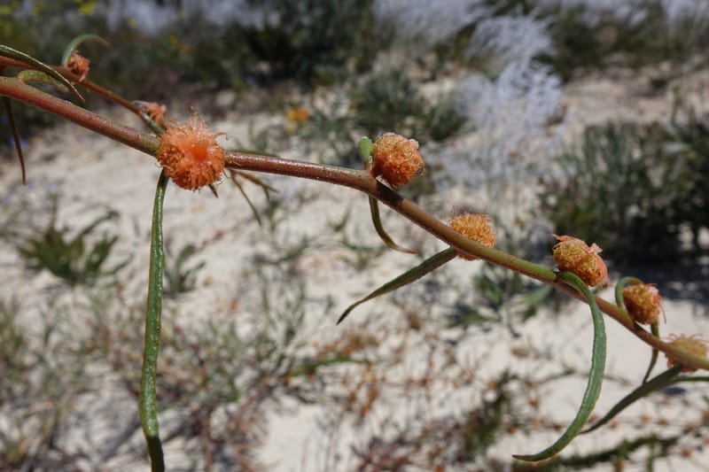 Tersonia cyathiflora, Davidson, C 13428--, Australia. W.A. Green Head-Coorow Rd. Stop 2. 24 Oct 2016. DSC04873 (86).JPG