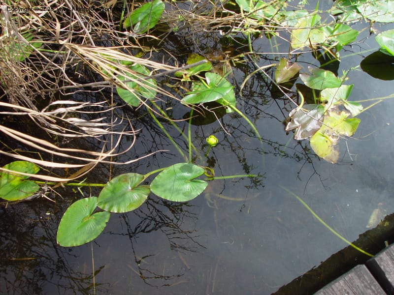 Nuphar advena--FL. Miami-Dade Co. Everglades Nat. Pk. Royal Palm Visitor Ctr. 15 Jan 03. 031.jpg