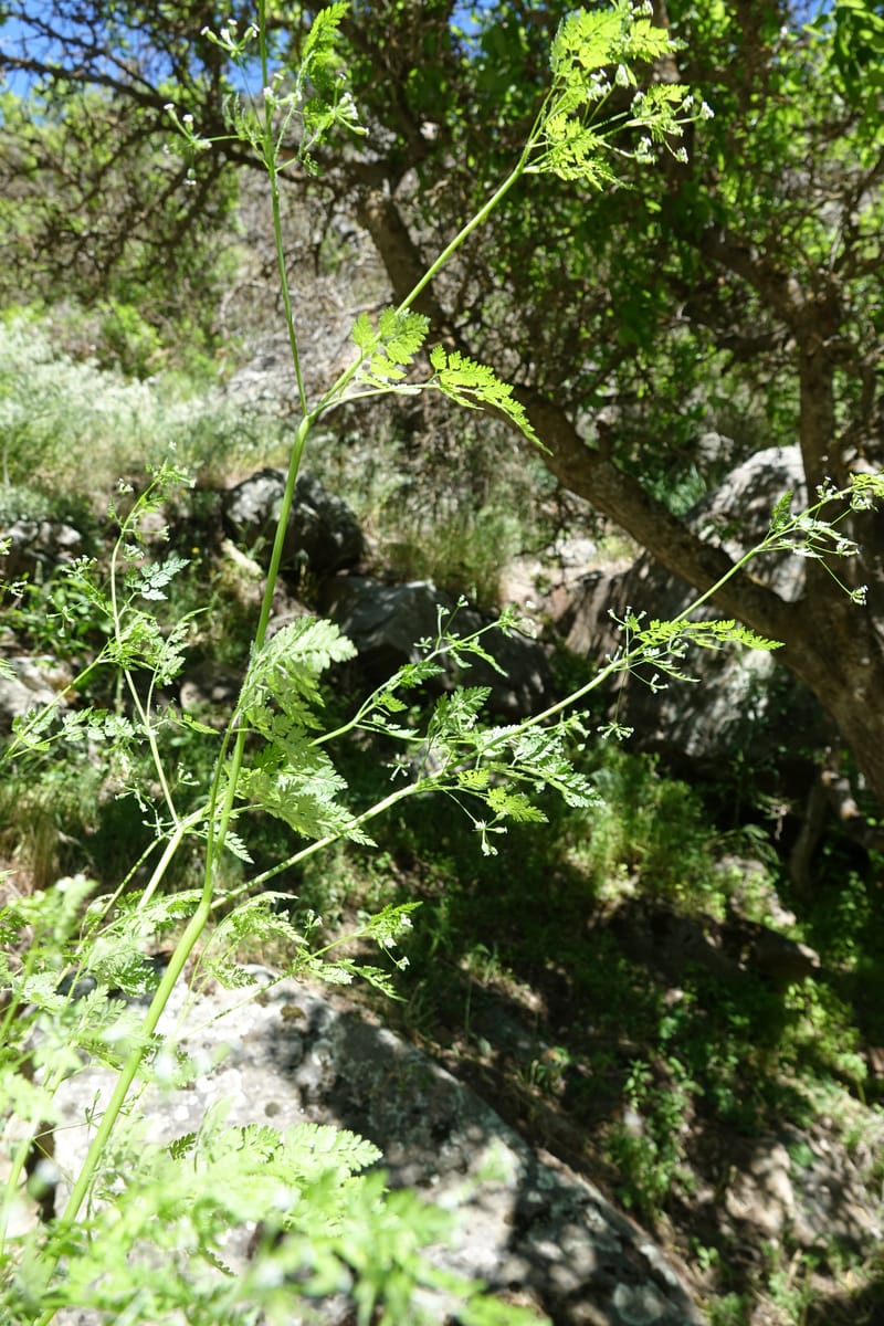 Anthriscus caucalis, C. Davidson 13580--ID. Idaho Co. Salmon R. Rd. E of Riggins. 24 May 2017. DSC00708. JPG (164).JPG