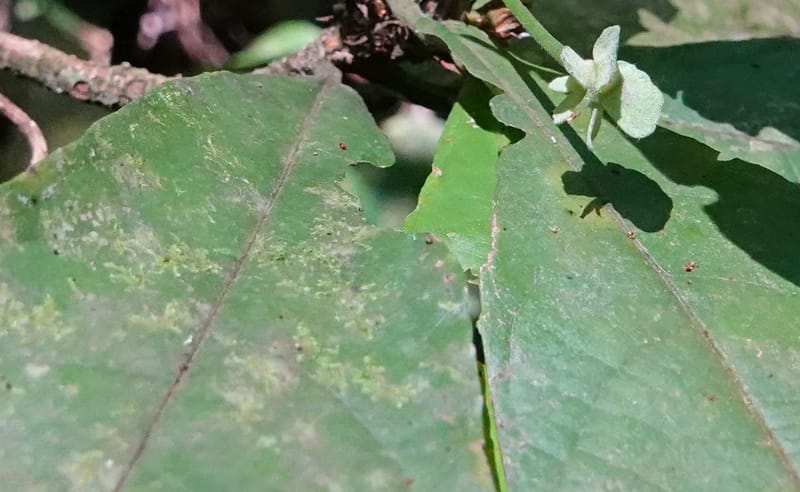 Poggea alata, C. Davidson 13956--Gabon. Arb. Sibang. 5 Nov. 2018. DSC02235 (51).JPG