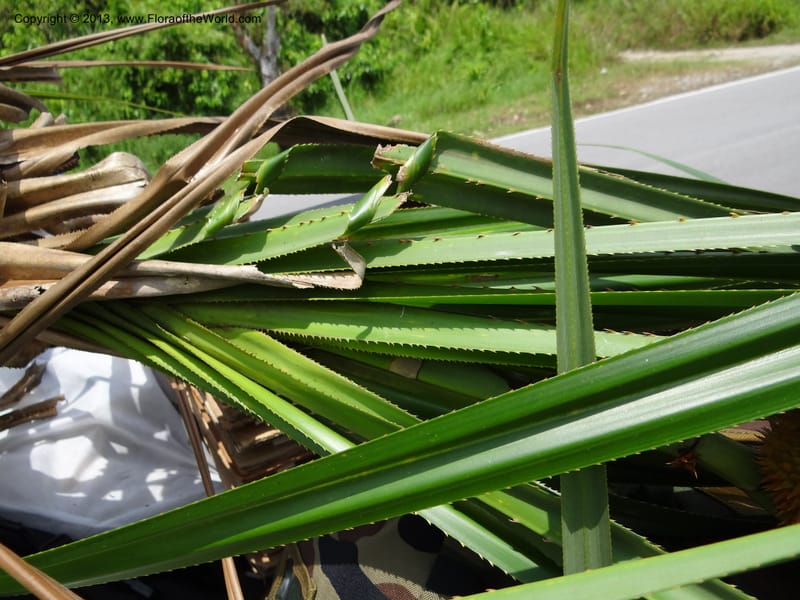 Cut spiny strap-shaped leaves stacked together