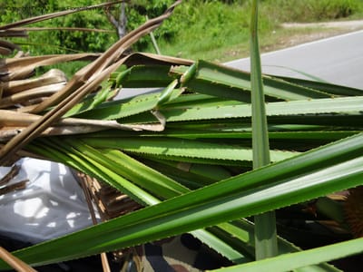 Cut spiny strap-shaped leaves stacked together