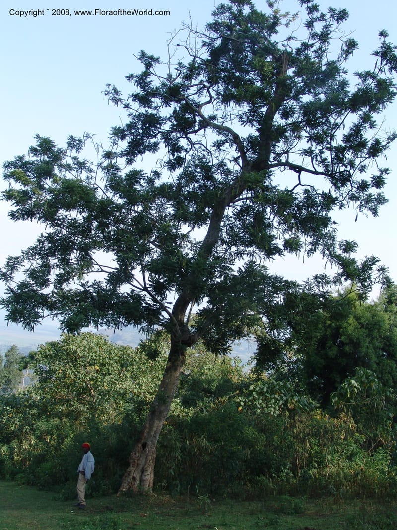 Millettia--Ethiopia. Wendo Genet, near Wabe Shebelle Hotel. 14 July 04. 039.jpg