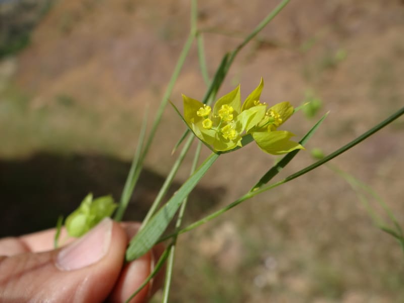 Bupleurum--Kurdistan. Tawailla. Stop 3. 22 May 2013. DSC04827 (25).JPG