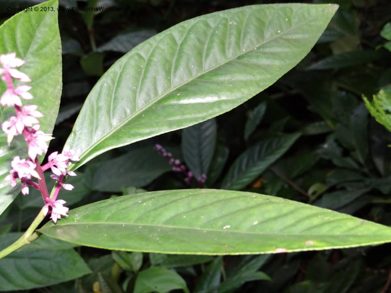 Ardisia, VC 5619--Thailand. Surat Thani Prov. Khlong Phanom Nat. Park. 15 Nov 2012. DSC09389 (261).JPG