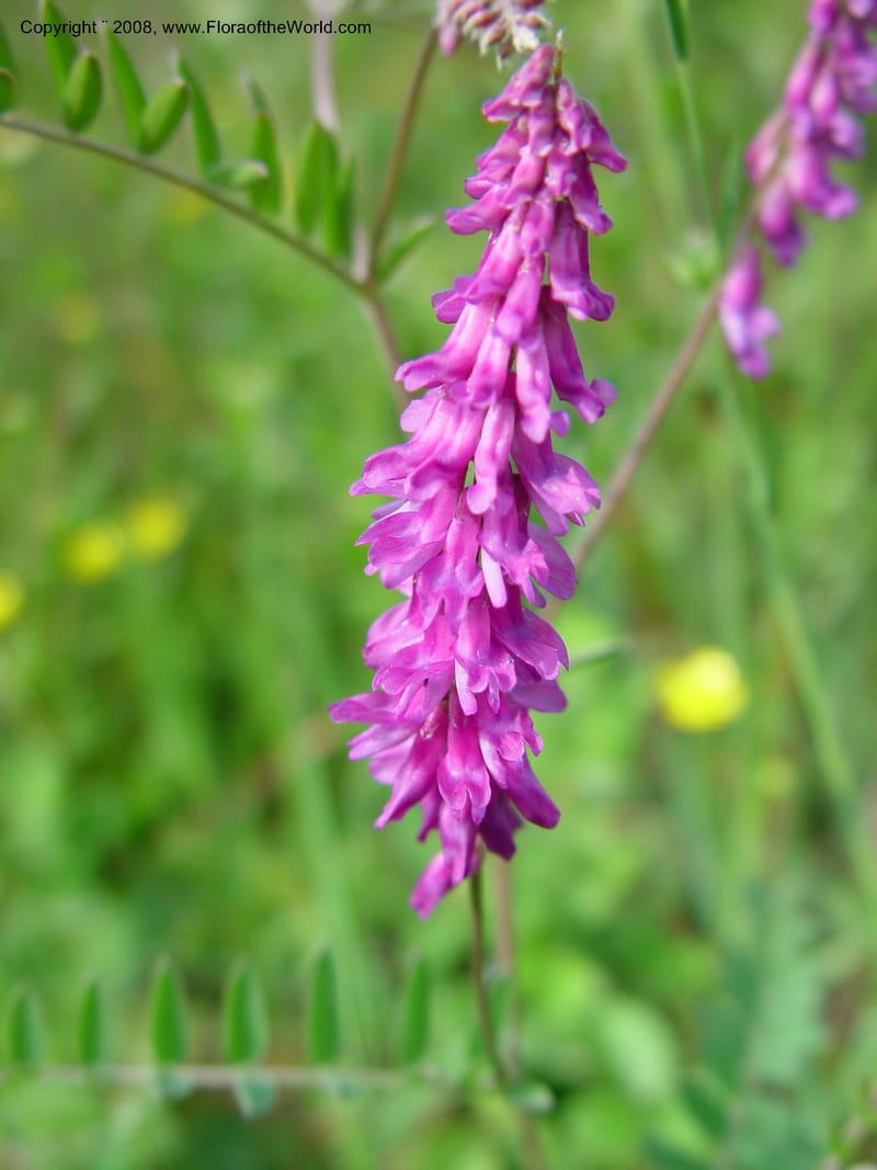 Vicia cracca--Italy. Tuscany. Ris. Nat. Basso Merse. 20 May 03.  202.jpg