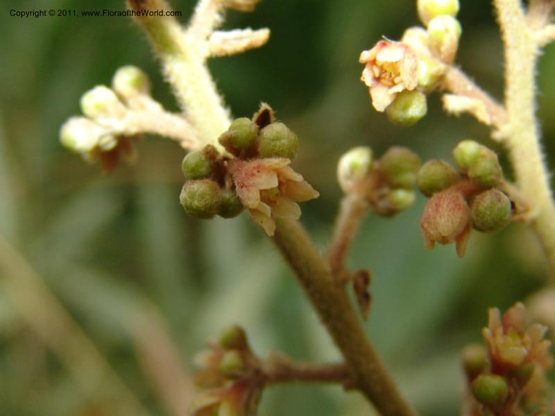 Endlicheria paniculata, RVasquez 31492--Peru. Prov. Oxa. Parq. Nac. Yanachaga Chemillen. 12 Oct 06. 729 (14).jpg