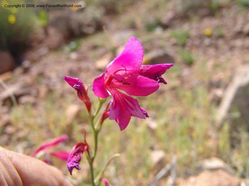 Gladiolus illyricus--Spain. Prov. Almeria. Cabo de Gata. Hill near new lighthouse. 23 Apr 05. 017.jpg