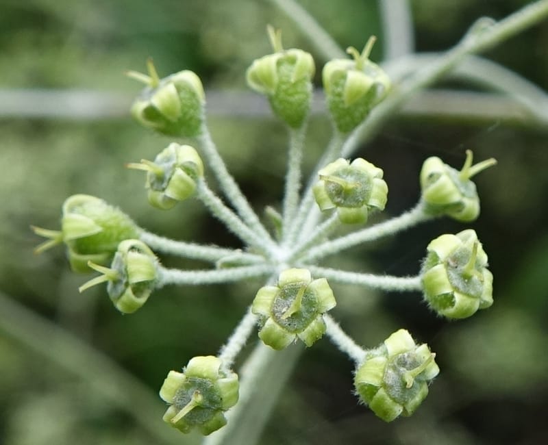 Astrotricha latifolia, Davidson, C 13352--Australia. Qld. Springbrook R (4).JPG