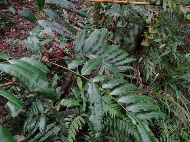 Lepisanthes, Buerki, S 327--Malaysia, Sabah. Mt. Kinabalu. 5 Apr 2012. DSC06767 (176).JPG