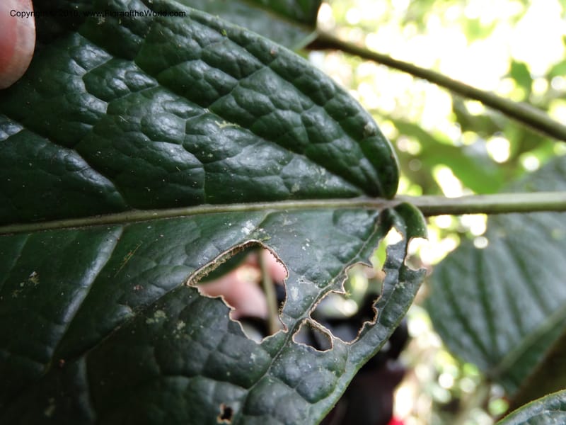 Schefflera, Davidson, C 12674--Sabah. Danum Valley. 4 Oct 2014. DSC01741 (199).JPG