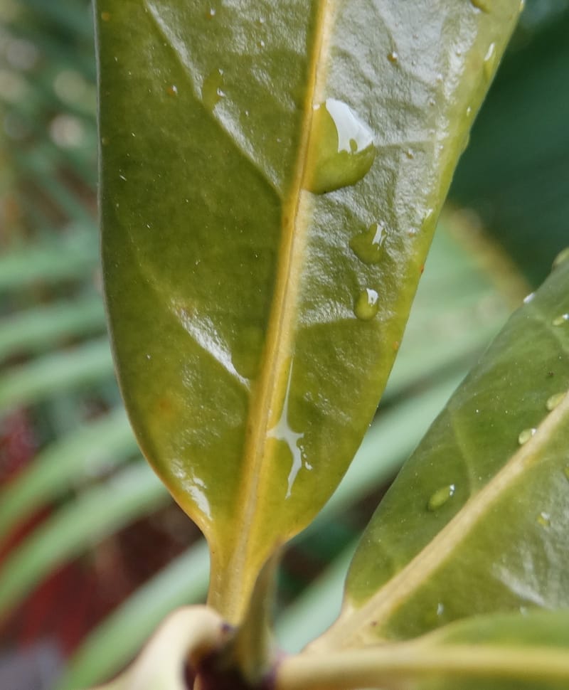 Atractocarpus, Lowry, P 7408A--New Caledonia. Plateau de Tiea. 18 Nov 2015. DSC03758 (51).JPG