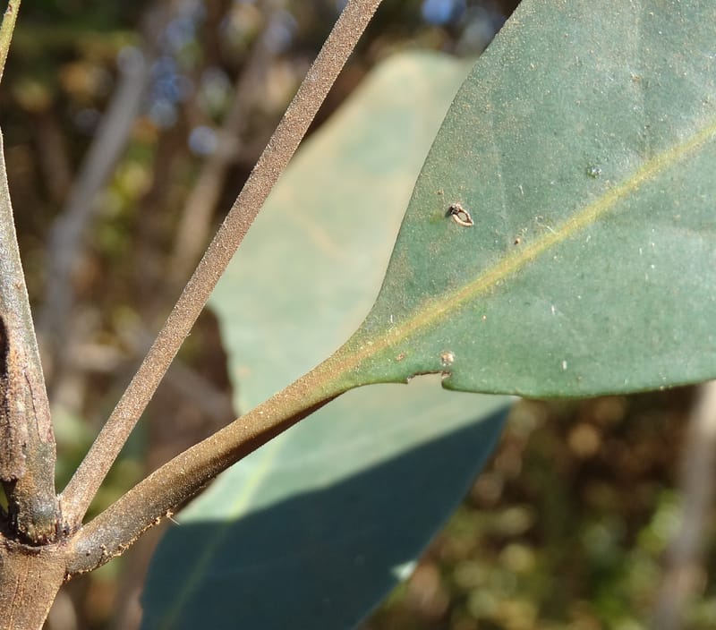 Atractocarpus, Gildas no.--New Caledonia. PinPin. 20 Nov 2015. DSC03938 (561).JPG