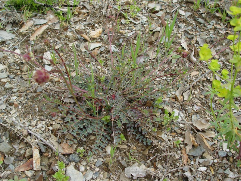 Sanguisorba verrucosa--Spain. Granada Prov. Jct. Albondon-Albunol on C333. 15  (26).jpg
