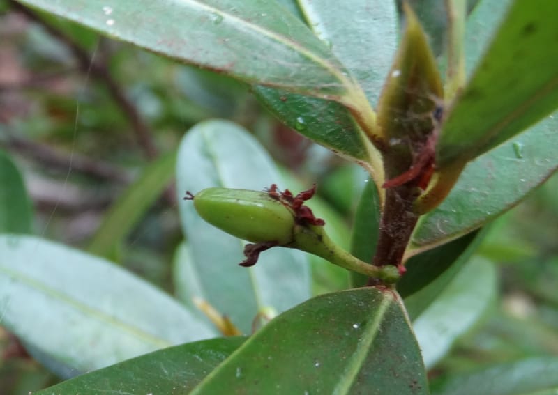 Erythroxylum, Lowry, P 7413--New Caledonia, Plage de Pindai. 18 Nov 2015. DSC03633 (91).JPG