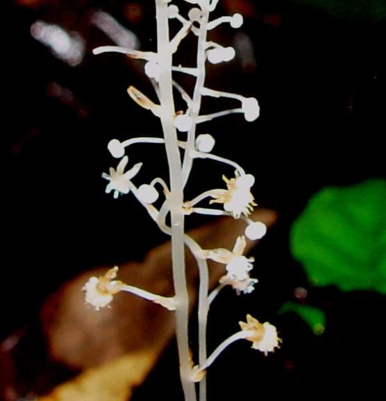 Sciaphila albescens, JSmith4184--Fr. Guiana. Kaw Mts. 'Caves Trail'. 20 Mch 02. 006B.jpg