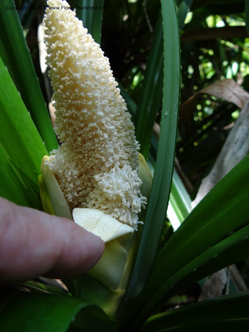 Pandanus fusinus, Callmander 1007--Sarawak. Gunong Fairy. 27 Mar 2012. DSC05550 (7).JPG