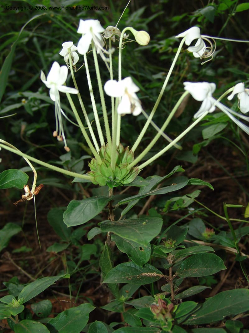 Clerodendrum zambesiacum cf, W4519--So. Afr. Mpumal. Karino, Whyte Thorne Gdn. 14 Mch 05. 129.jpg
