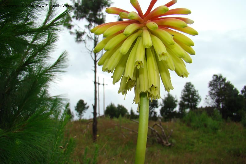 Kniphofia bequaertii, WKindeketa3032--Tanz. Makete Distr. Kitulo Nat. Pk. 25 Jan 08. 073.jpg