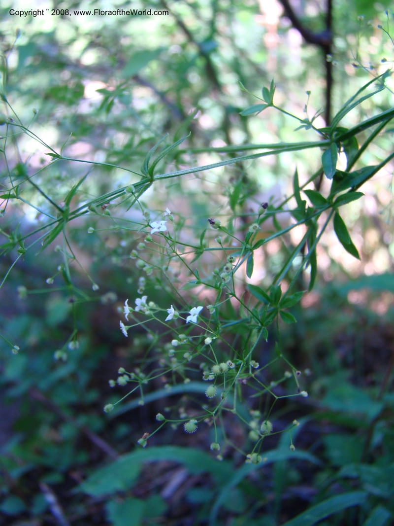 Galium asperrimum, CDavidson11269--ID. Valley Co. Sylvan Beach, Payette Lake. 24 Aug 08. 115.jpg