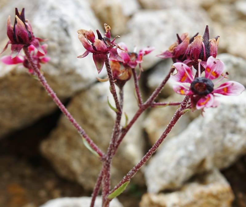 Micranthes melanocentra, C. Davidson 13795--China. Sichuan. Zhe Duo Shan. 17 Aug 2017. DSC06717 (190).JPG