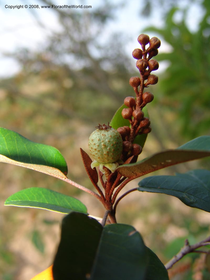 Croton gratissimus--So. Africa. Lowveld Nat. Bot. Gard. 14 Mch 05. 247.jpg