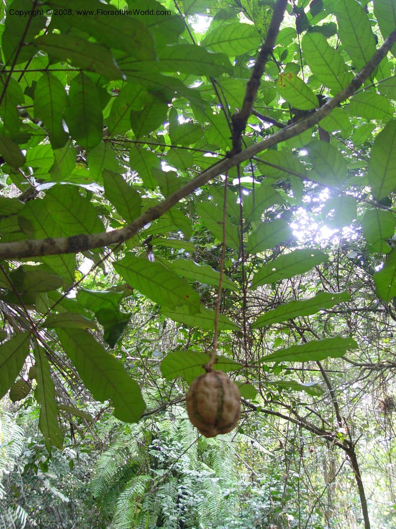 Carapa procera--Ghana. Aburi Botanic Garden. 11 Dec 03. 044.jpg