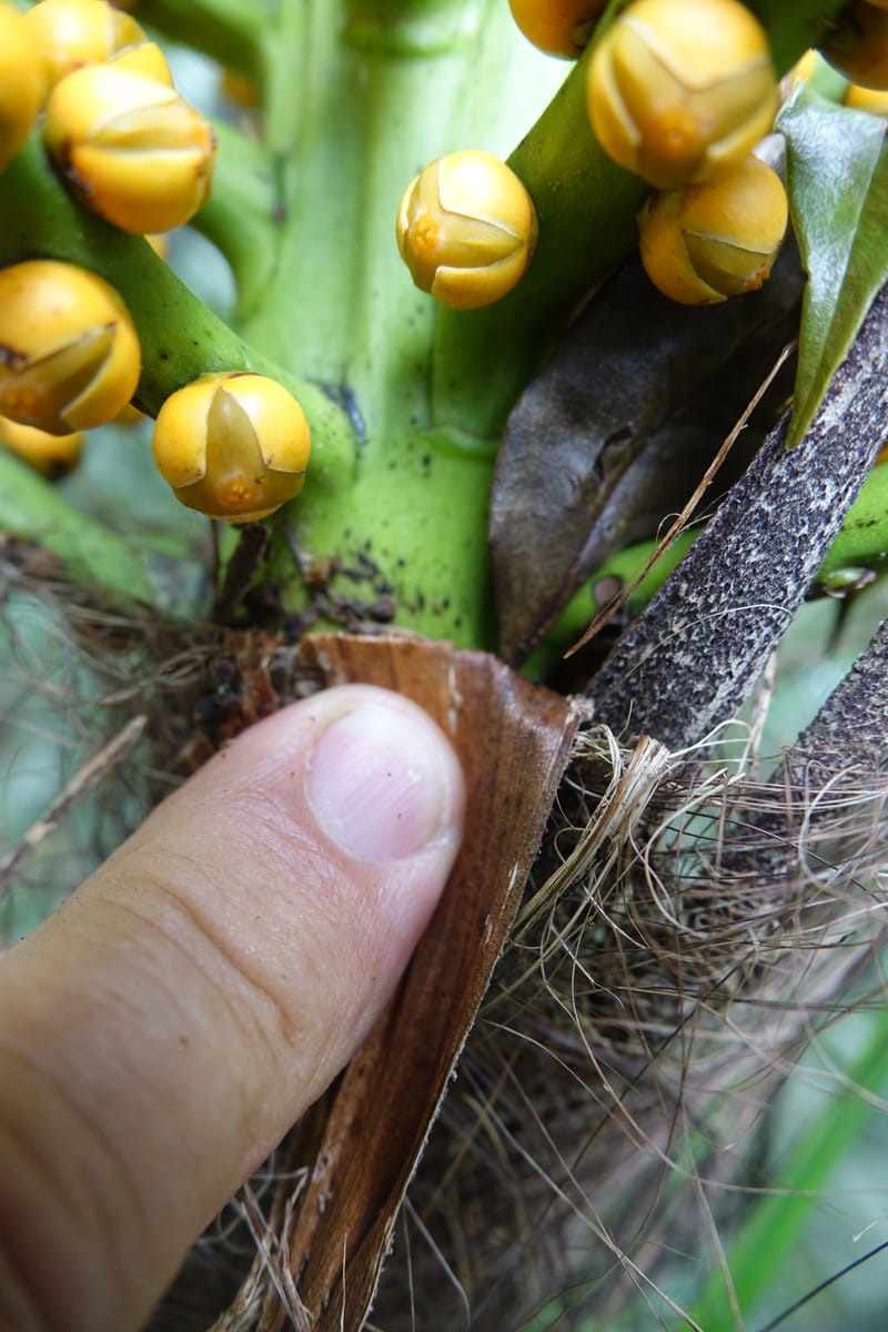 Arenga engleri, not collected--Taiwan. Hodong Village. Jinzibei Historical Trail. 19 May 2016.  (107).JPG
