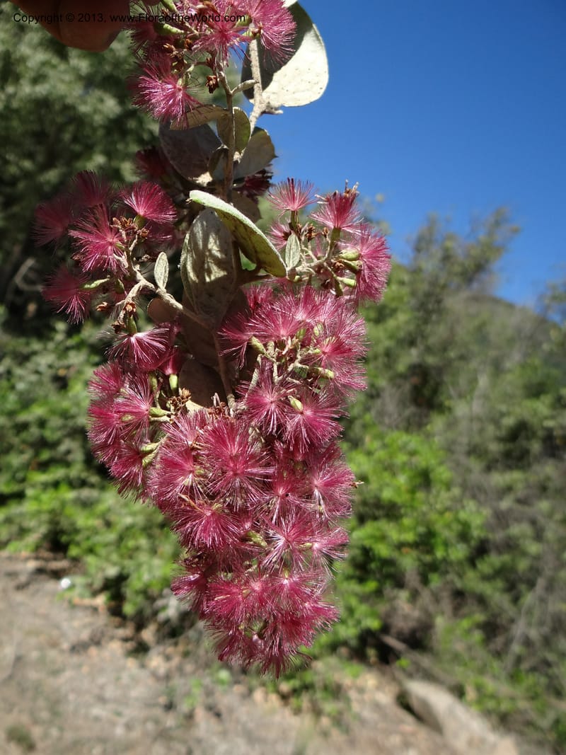 Proustia pyrifolia, WDS 34170--Chile. E of San Clemente. 21 Feb 2013.  (9).JPG