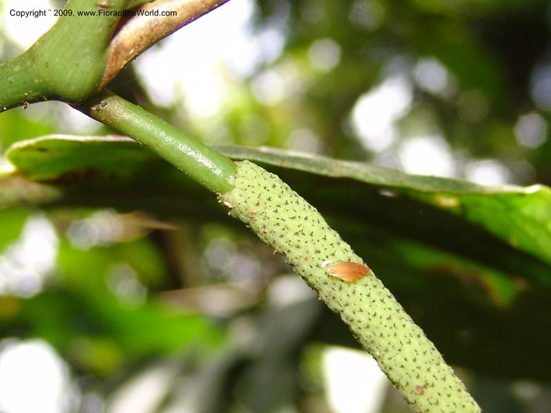 Piper, DNeill15925--Ecuador. Prv. Zam. Ch. C del Condor. Wawaime plot. 22 Sep 07. 150.jpg