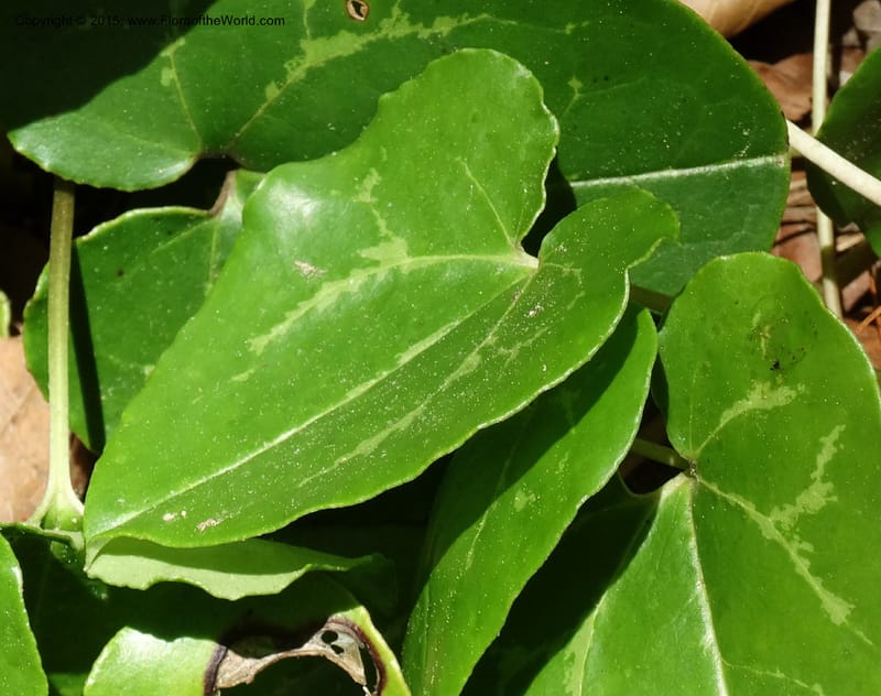 Asarum minus, Davidson, C 13010--Tennessee. Greene Co. Paint Rock, Paint Cr. 15 May 2016 (44).JPG