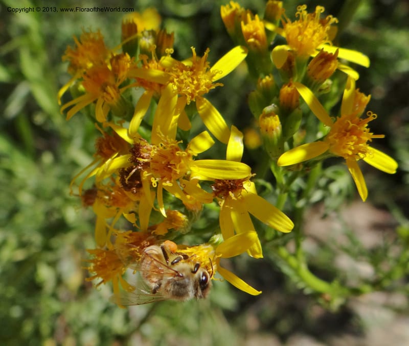 Senecio glaber, W. D. Stevens 34159--Chile, PN Siete Tazas. 21 Feb 2013  99374 (5).JPG