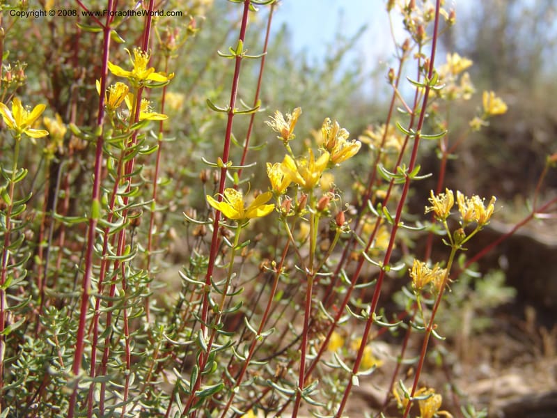 Hypericum empetrifolium ssp empetrifolium--Crete. Ep. Apokoronos. Roadside, ca. Douliana. 23 May 05. 015.jpg