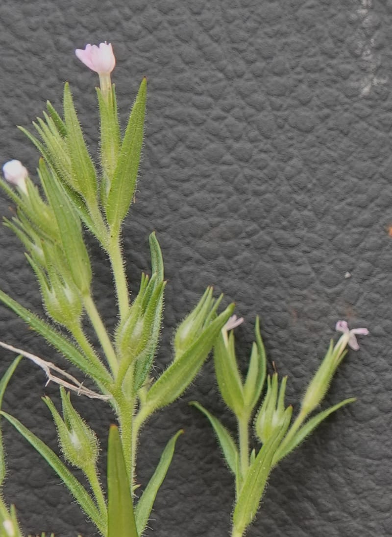 Microsteris gracilis, C. Davidson 13756--Oregon. Wallowa Co. Zumwalt.Trail Cr. Rd. 4 Jun 2018. DSC04078 (222).JPG