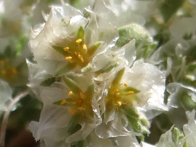 Paronychia kurdica--Iraq. Kurdistan. Shakh-i-Pira Magrun. 24 May 2013. DSC05074 (133).JPG